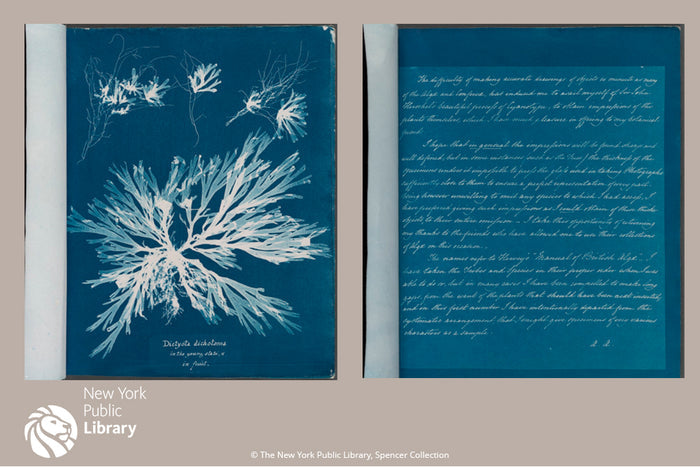 NYPL Anna Atkins' Sea Flowers Bookmark - The New York Public Library Shop