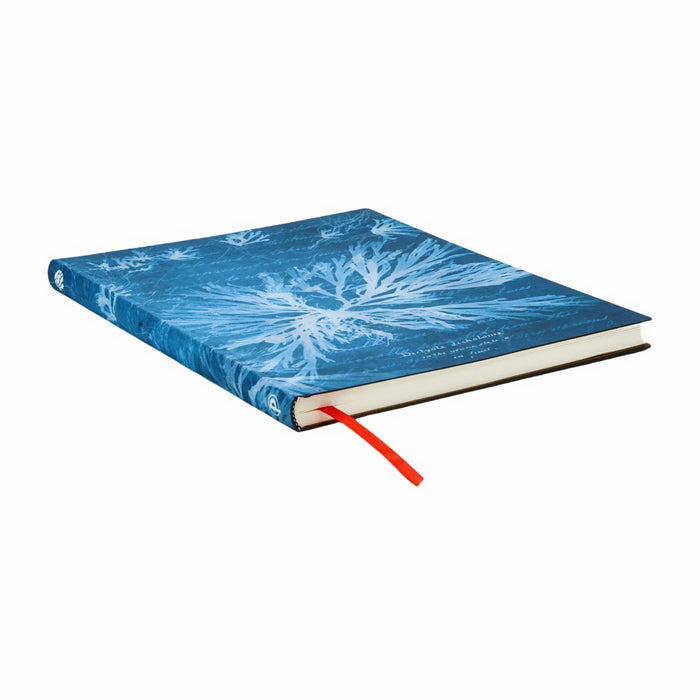 NYPL Anna Atkins' Sea Flowers Journal - The New York Public Library Shop