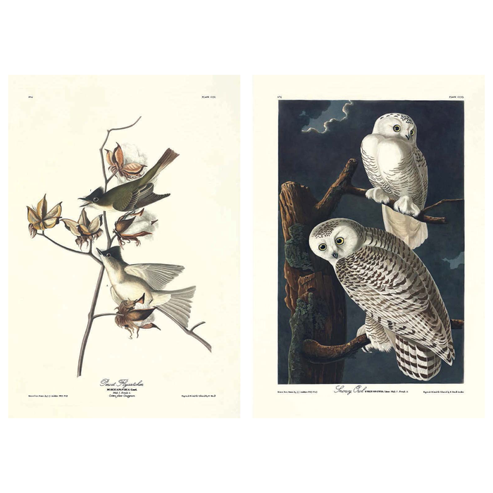The Birds of America - The New York Public Library Shop