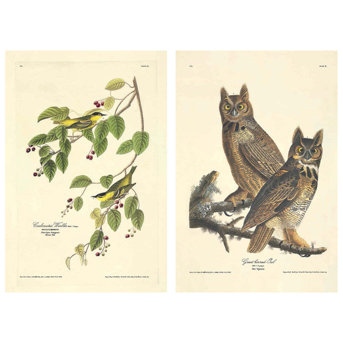 The Birds of America - The New York Public Library Shop