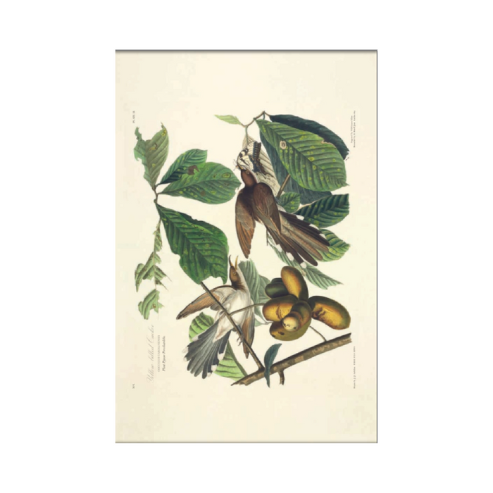 The Birds of America - The New York Public Library Shop