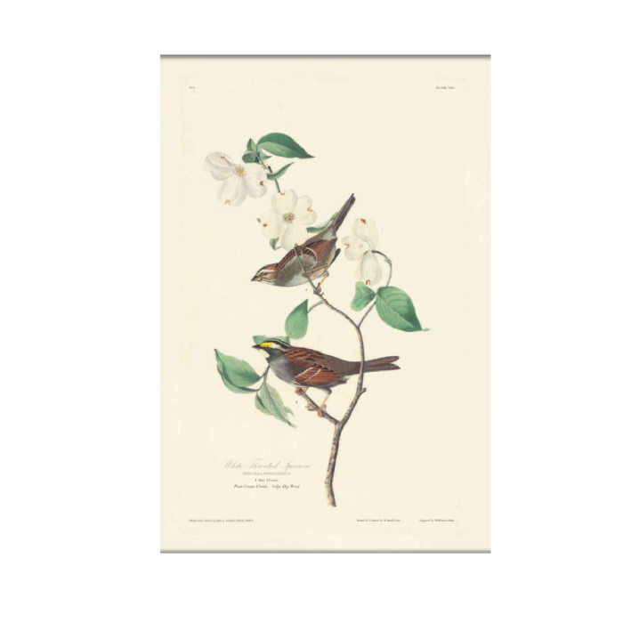 The Birds of America - The New York Public Library Shop