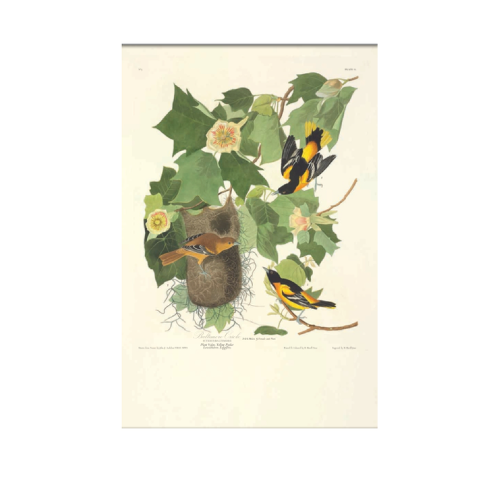 The Birds of America - The New York Public Library Shop
